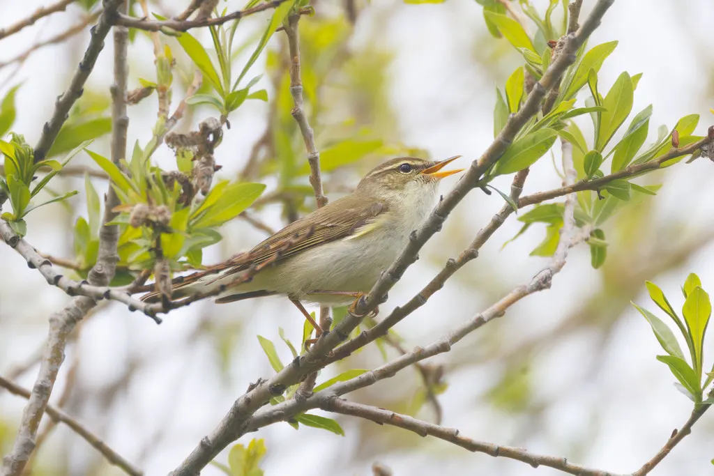 堪察加柳莺(Phylloscopus examinandus)
