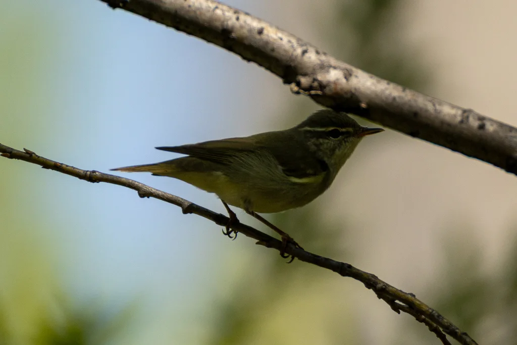 堪察加柳莺(Phylloscopus examinandus)