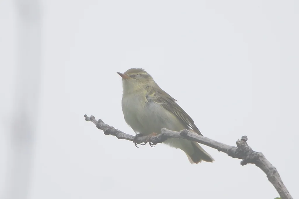 堪察加柳莺(Phylloscopus examinandus)