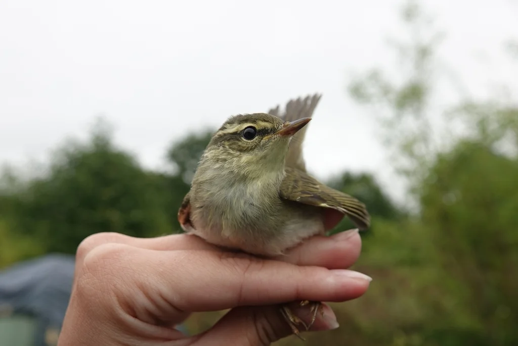 堪察加柳莺(Phylloscopus examinandus)