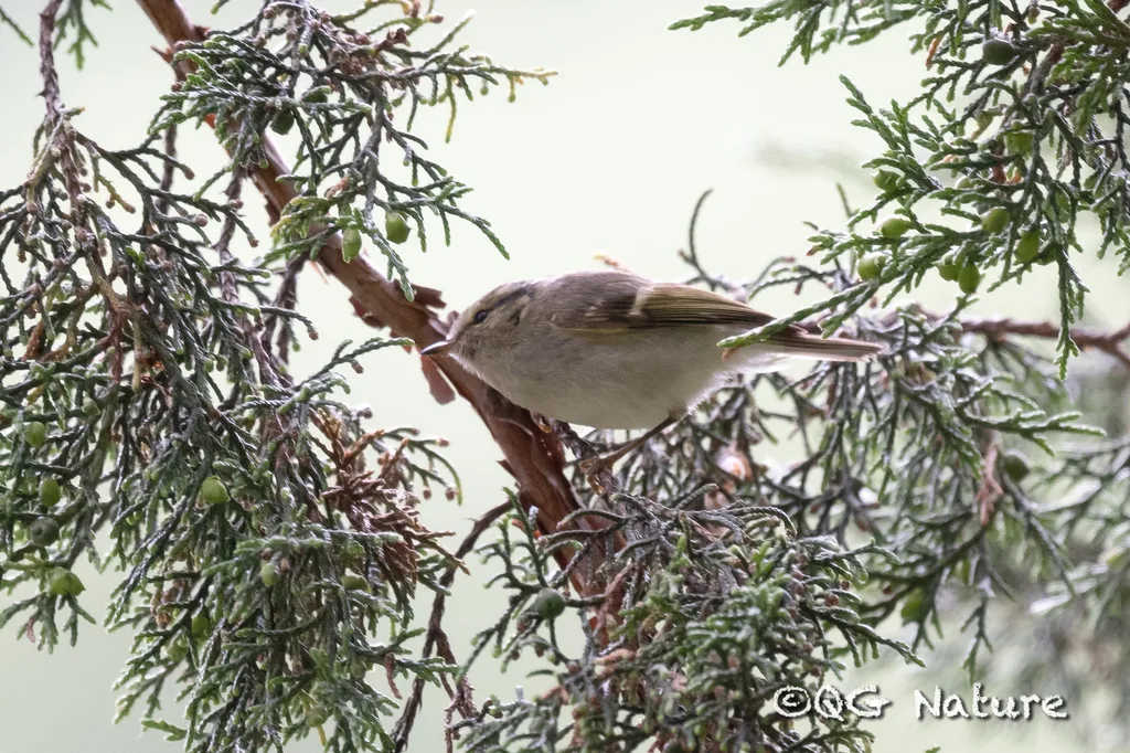 四川柳莺（Phylloscopus forresti）