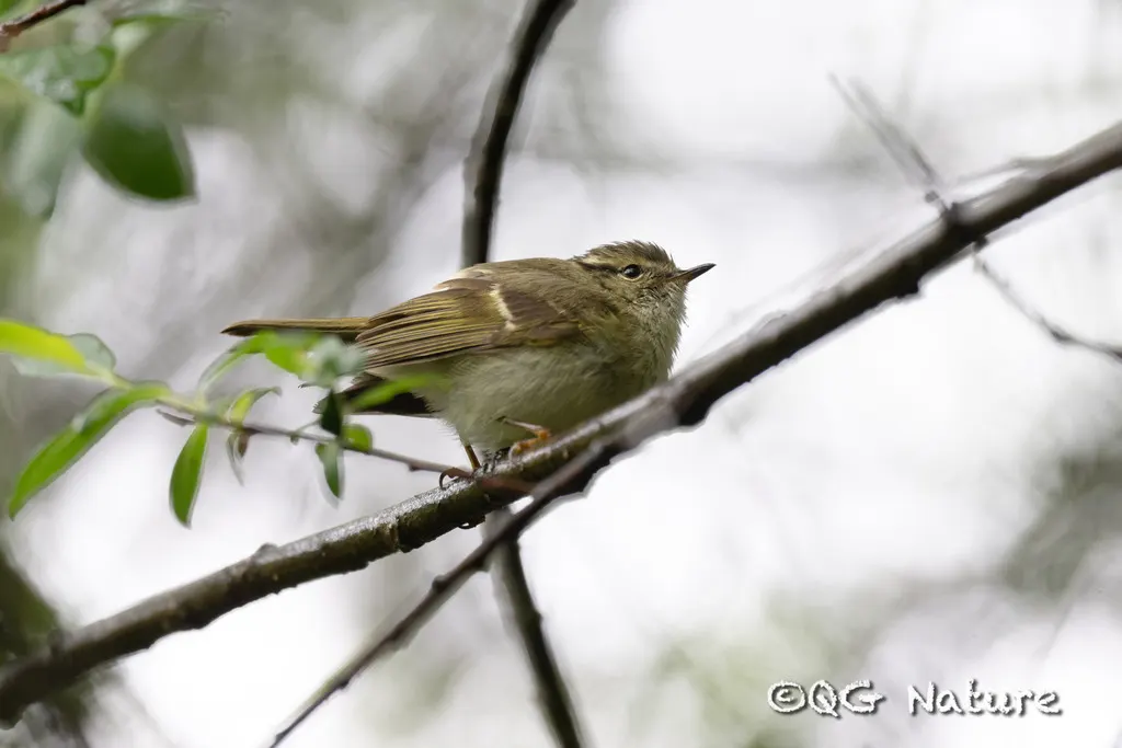 四川柳莺（Phylloscopus forresti）
