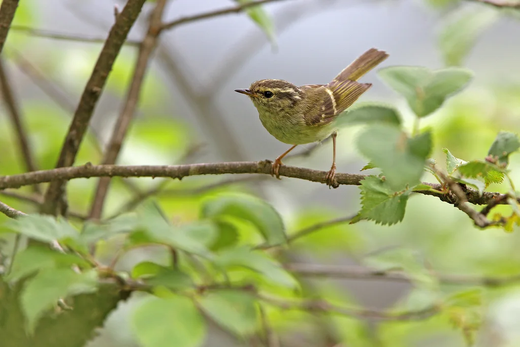 四川柳莺（Phylloscopus forresti）