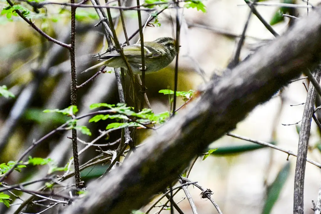 四川柳莺（Phylloscopus forresti）