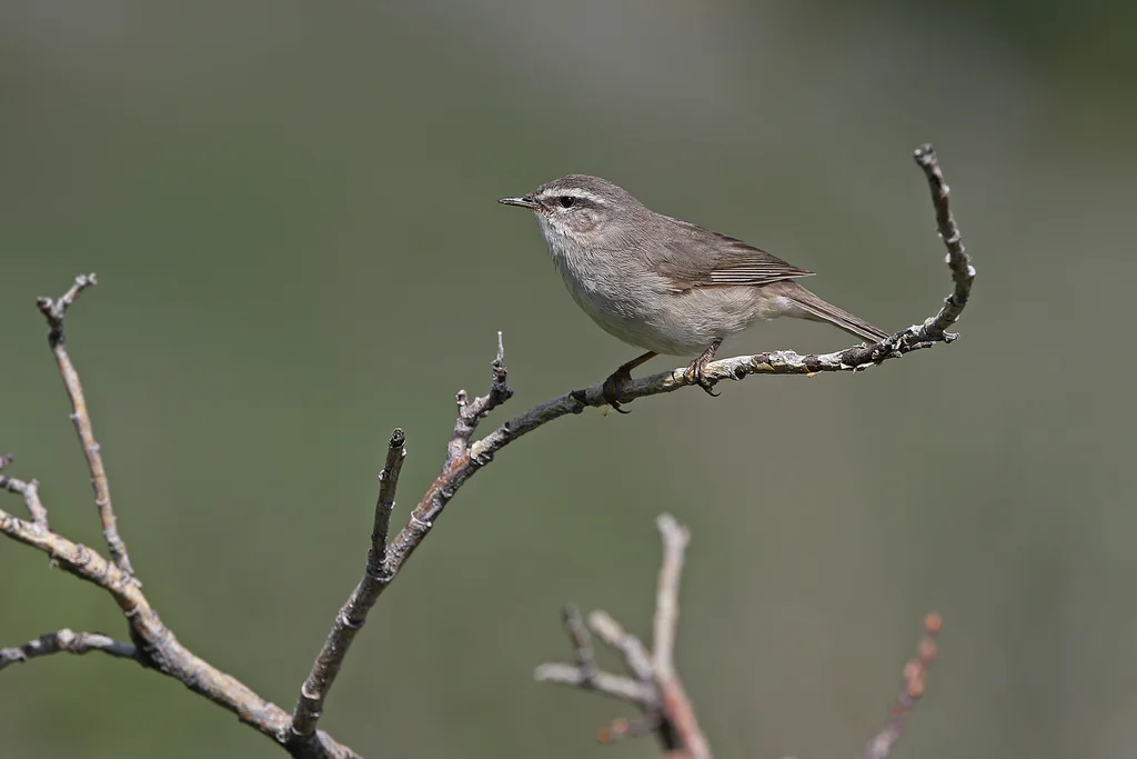 烟柳莺（Phylloscopus fuligiventer）