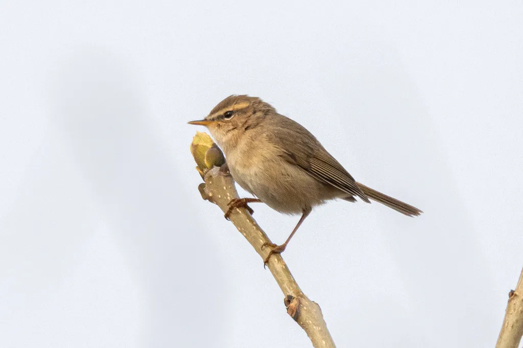 褐柳莺（Phylloscopus fuscatus）