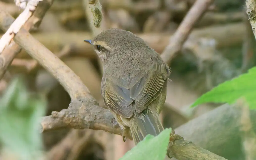 褐柳莺（Phylloscopus fuscatus）