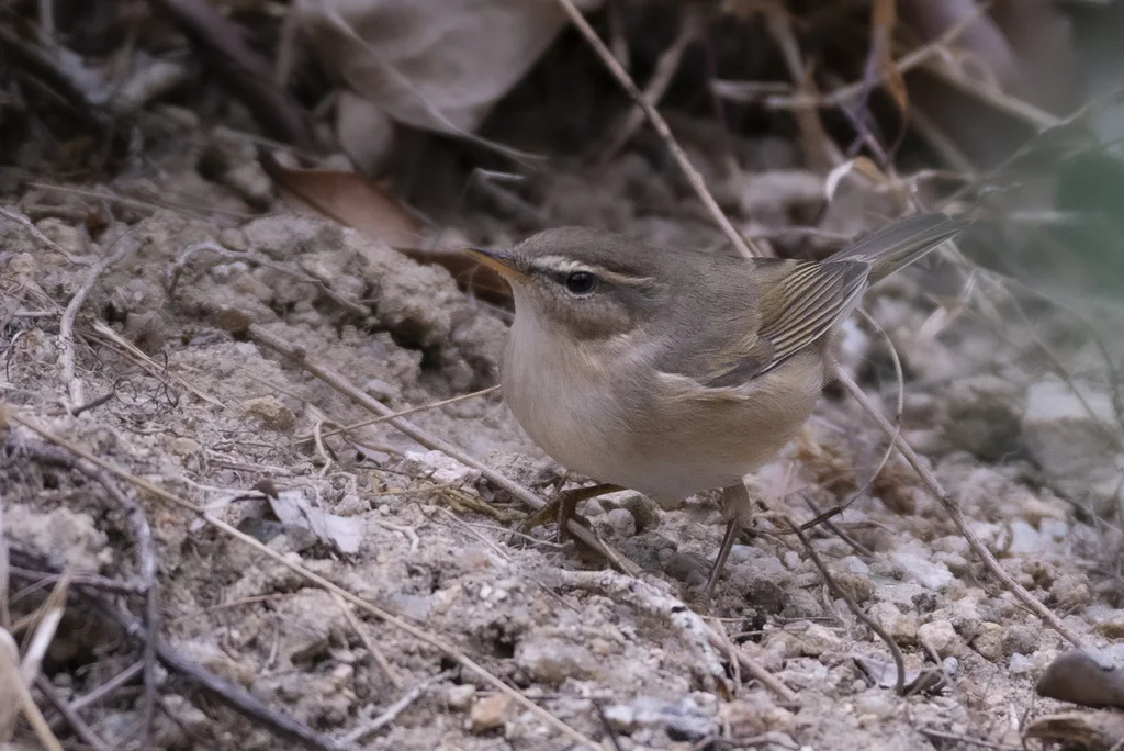褐柳莺（Phylloscopus fuscatus）