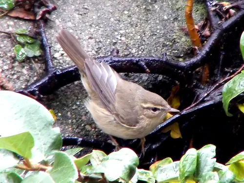 褐柳莺（Phylloscopus fuscatus）