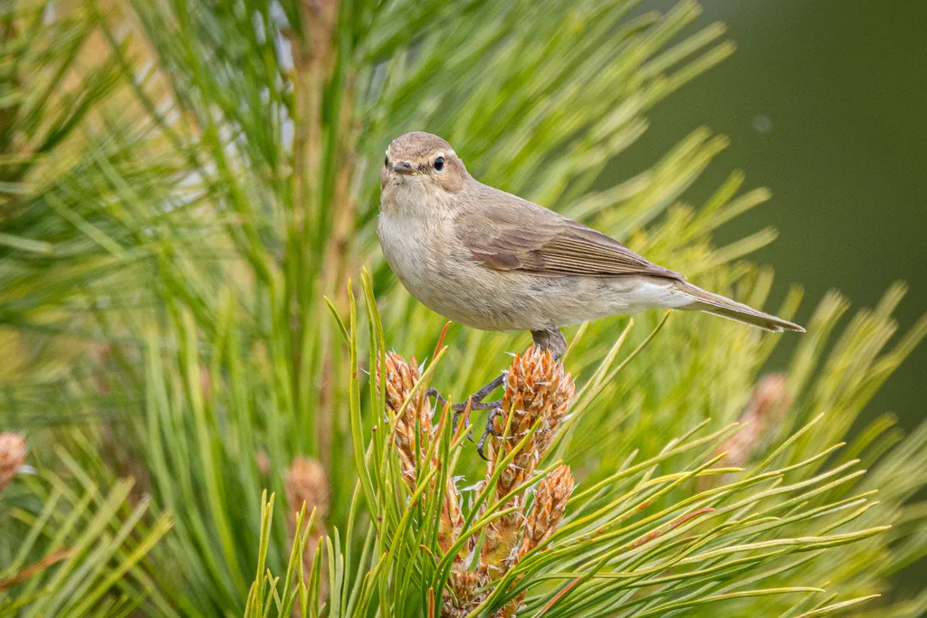 褐柳莺（Phylloscopus fuscatus）