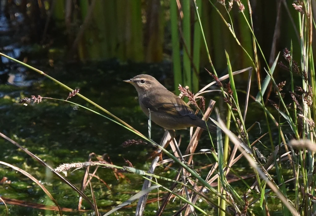 褐柳莺（Phylloscopus fuscatus）