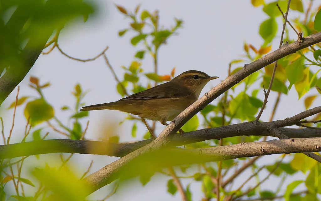 褐柳莺（Phylloscopus fuscatus）