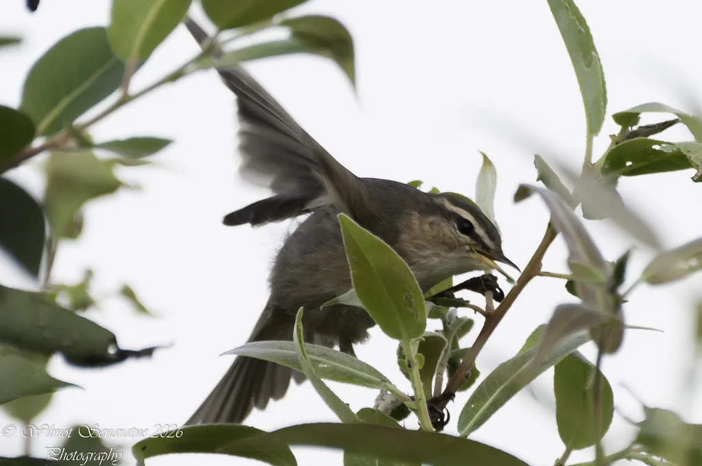 褐柳莺（Phylloscopus fuscatus）