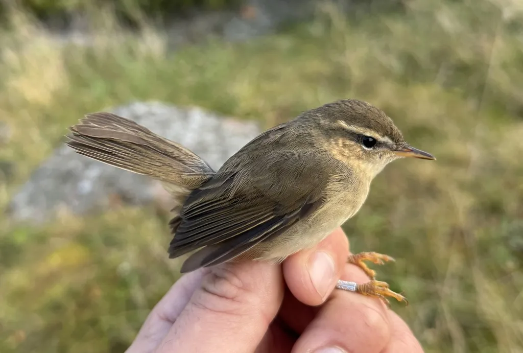 褐柳莺(Phylloscopus fuscatus)
