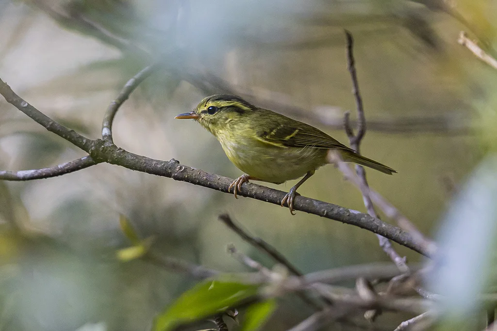 华南冠纹柳莺（Phylloscopus goodsoni）