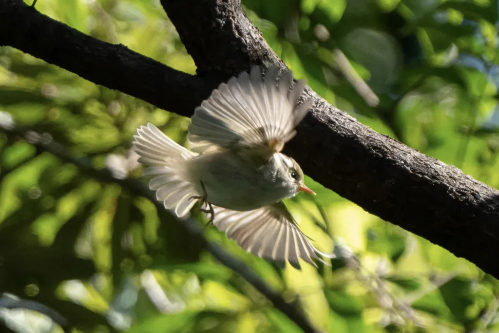 华南冠纹柳莺（Phylloscopus goodsoni）