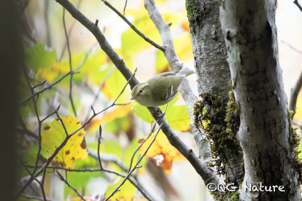 华南冠纹柳莺（Phylloscopus goodsoni）