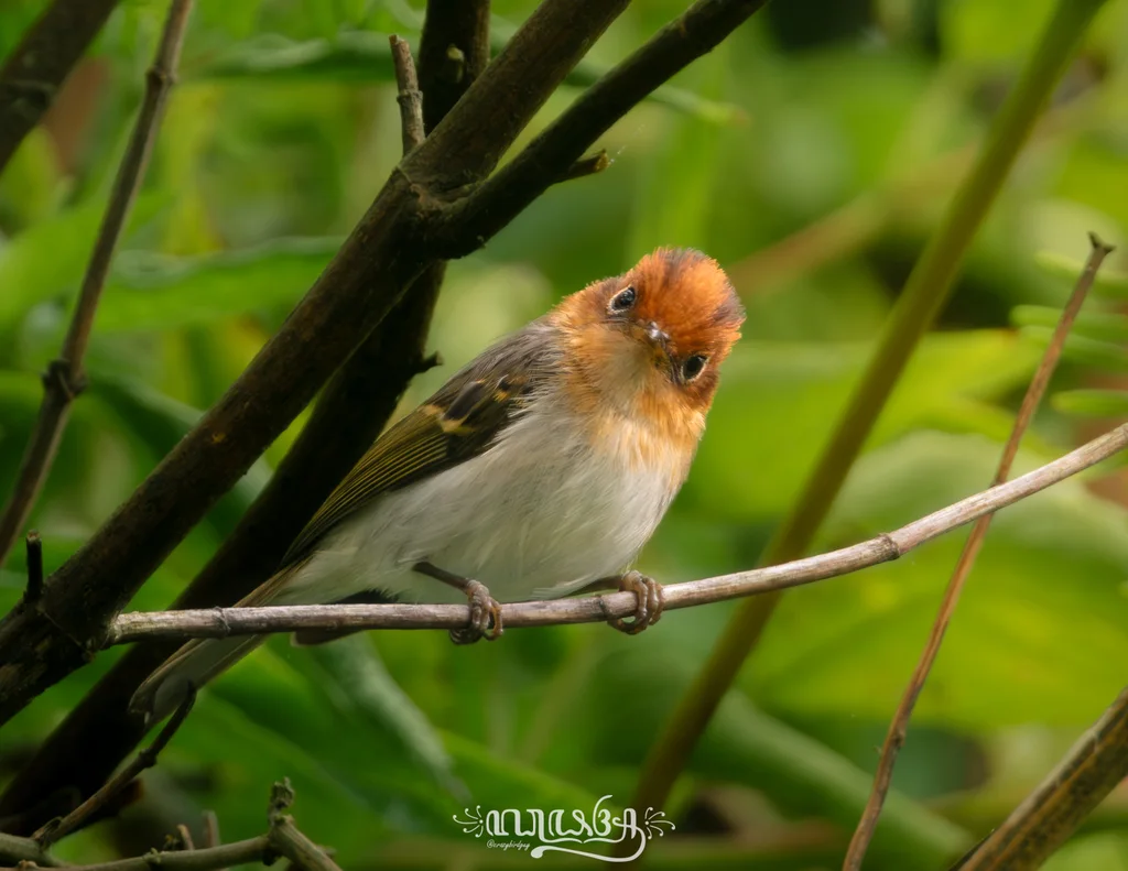 纹顶鹟莺(Phylloscopus grammiceps)
