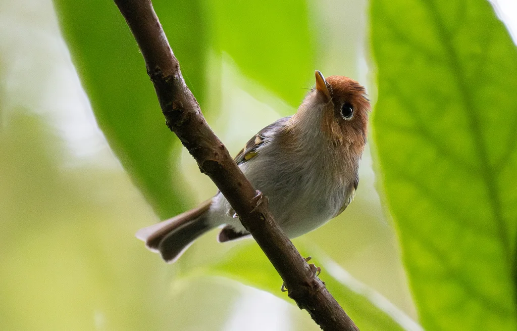纹顶鹟莺(Phylloscopus grammiceps)
