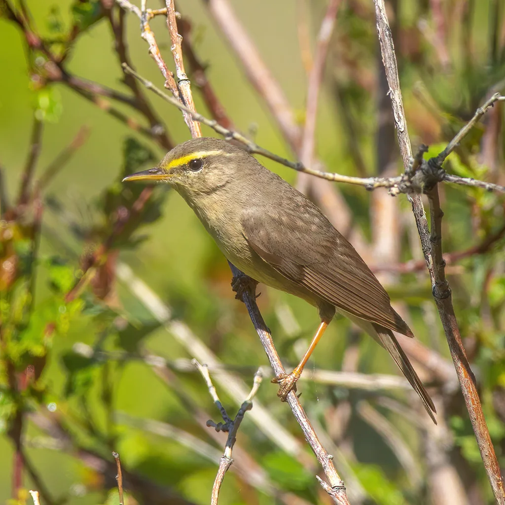 灰柳莺(Phylloscopus griseolus)