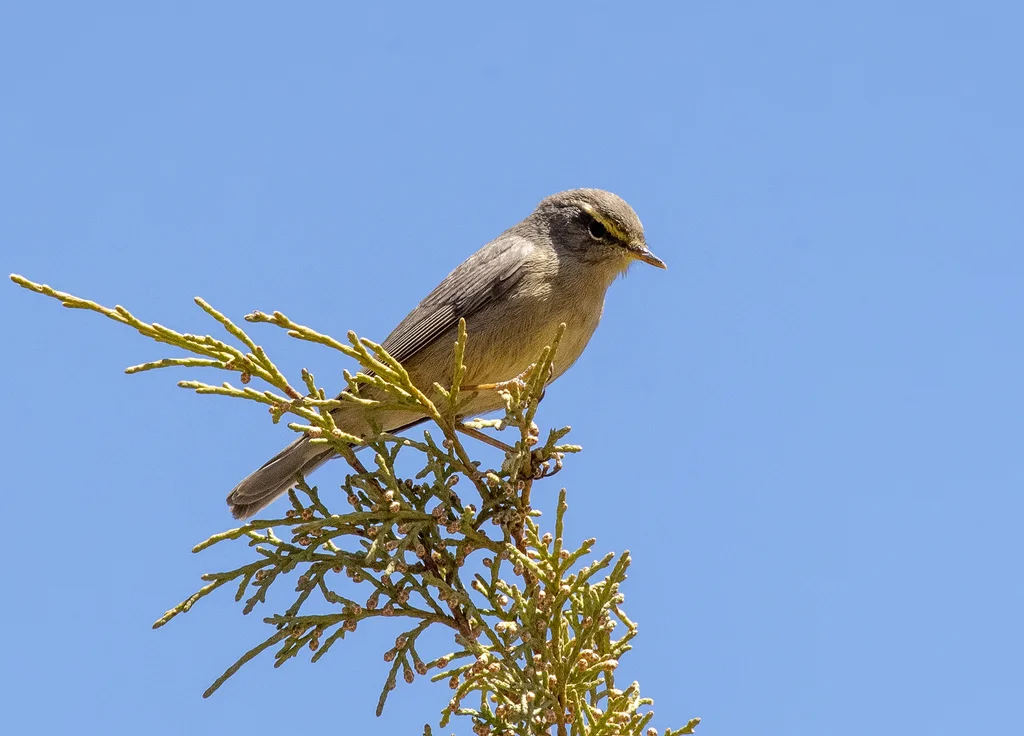 灰柳莺(Phylloscopus griseolus)