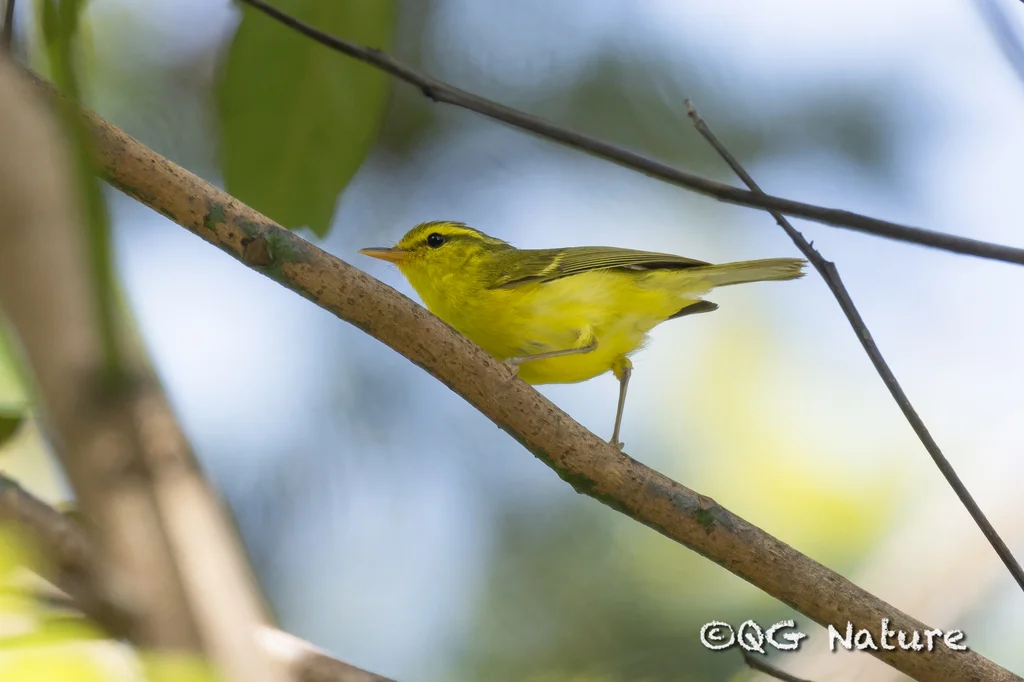 海南柳莺(Phylloscopus hainanus)
