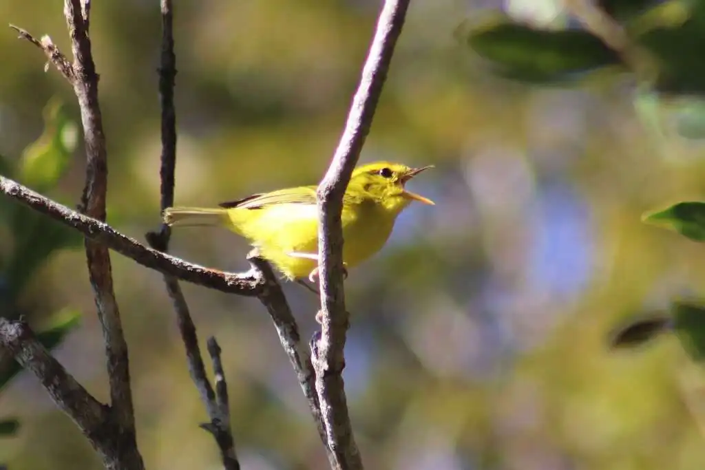海南柳莺(Phylloscopus hainanus)