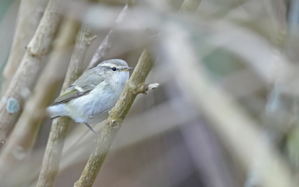 淡眉柳莺(Phylloscopus humei)