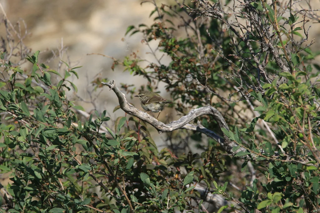 淡眉柳莺(Phylloscopus humei)