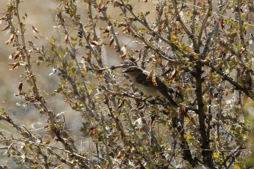 淡眉柳莺(Phylloscopus humei)