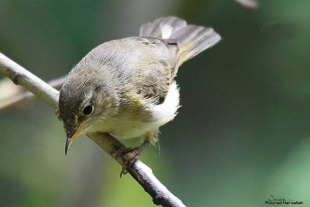 伊比利亚柳莺(Phylloscopus ibericus)