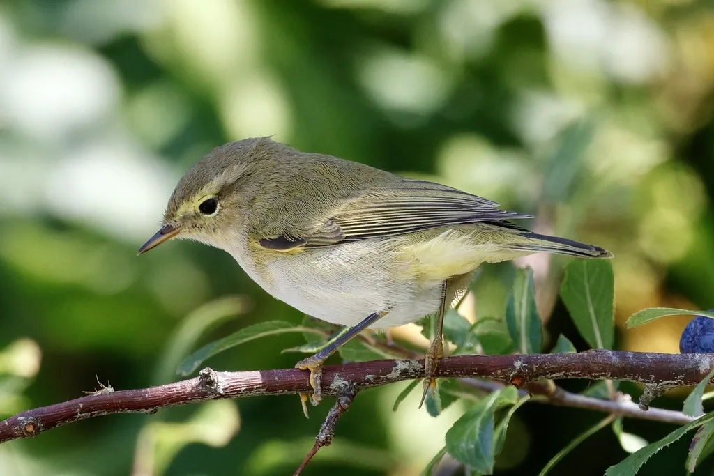 伊比利亚柳莺(Phylloscopus ibericus)