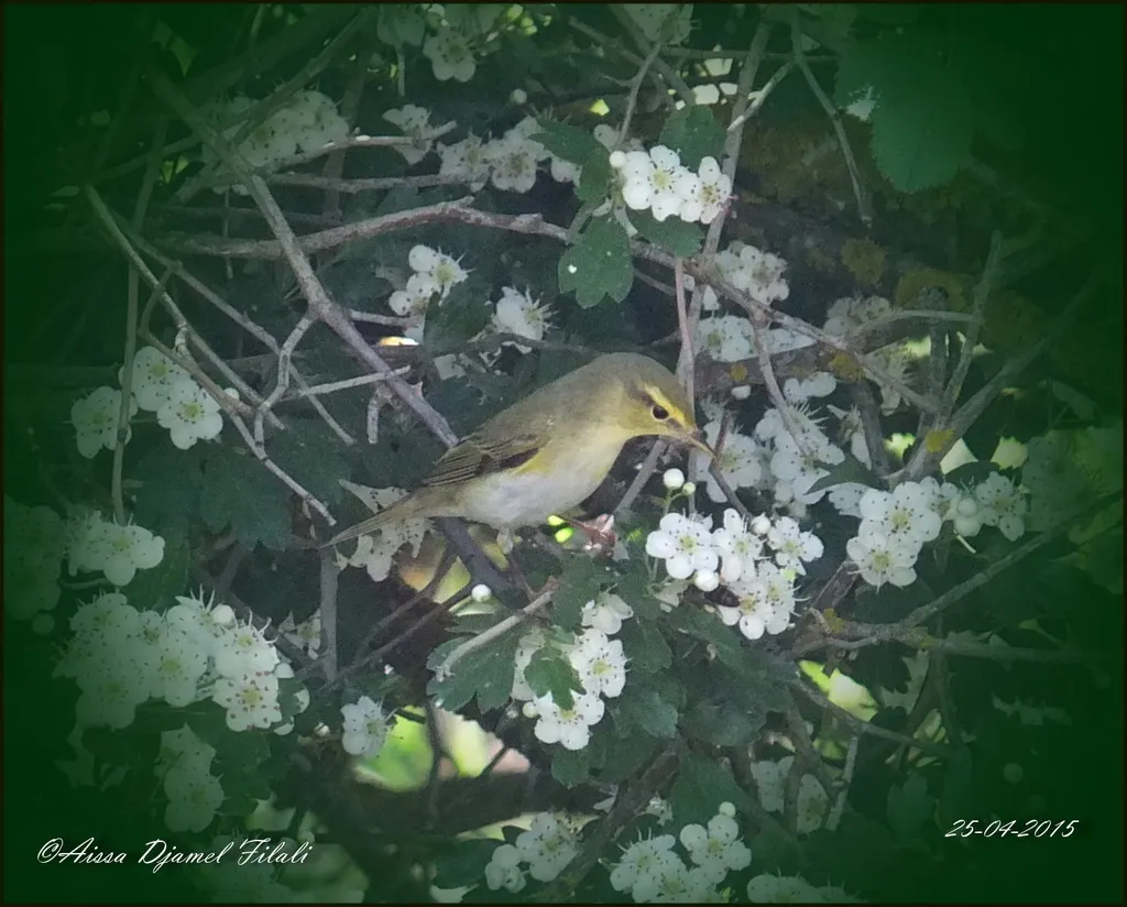 伊比利亚柳莺(Phylloscopus ibericus)