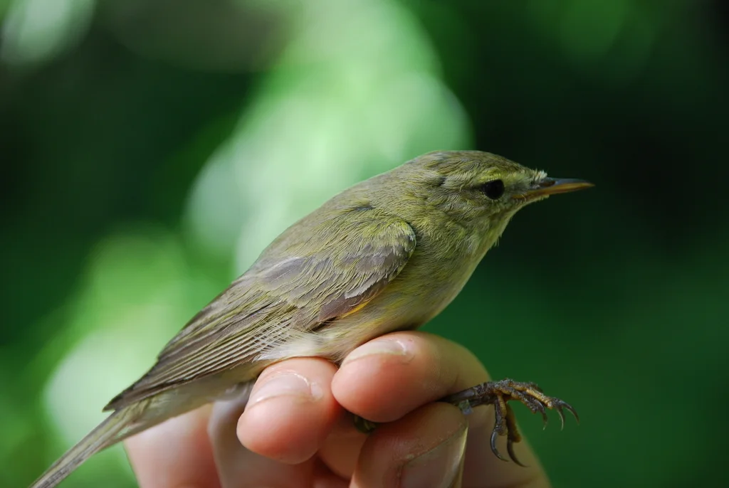 伊比利亚柳莺(Phylloscopus ibericus)