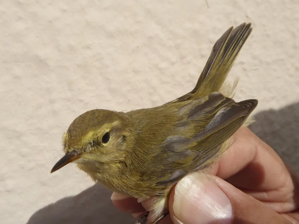 伊比利亚柳莺（Phylloscopus ibericus）