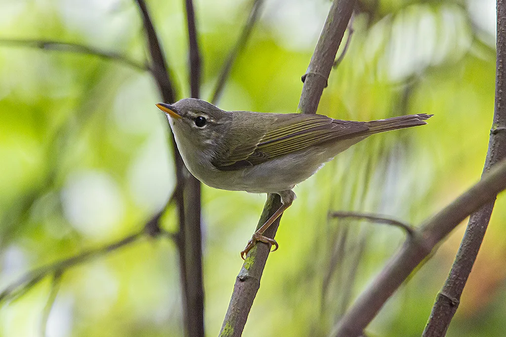 饭岛柳莺(Phylloscopus ijimae)