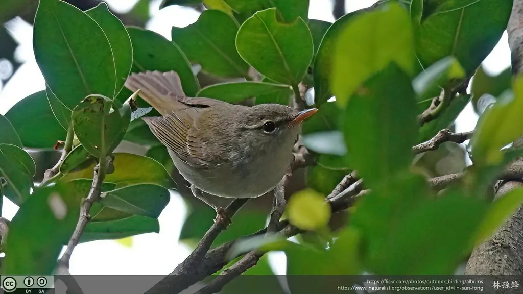 饭岛柳莺(Phylloscopus ijimae)