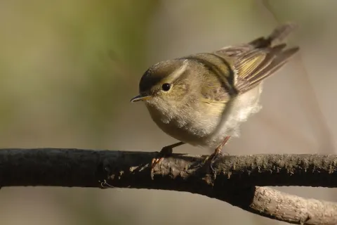 黄眉柳莺
