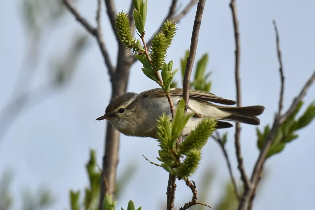 黄眉柳莺(Phylloscopus inornatus)