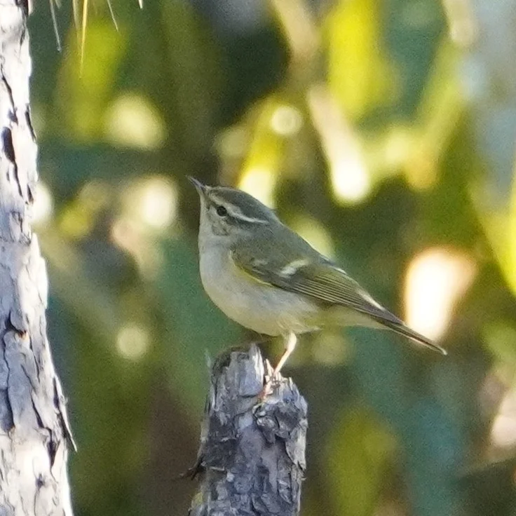 黄眉柳莺(Phylloscopus inornatus)