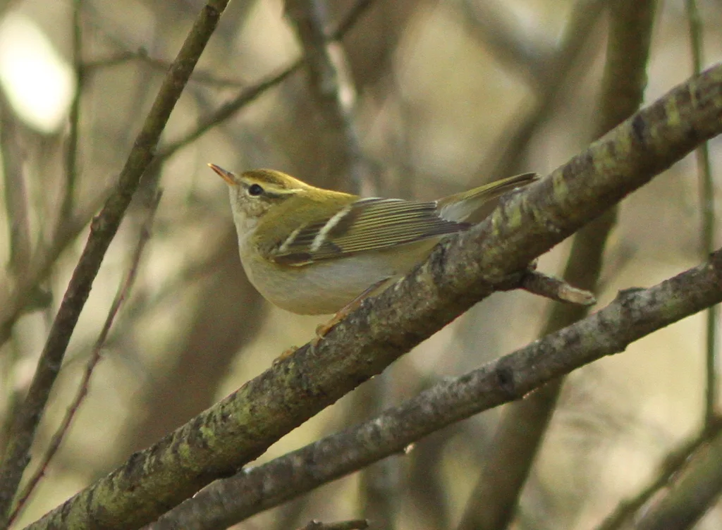 黄眉柳莺(Phylloscopus inornatus)