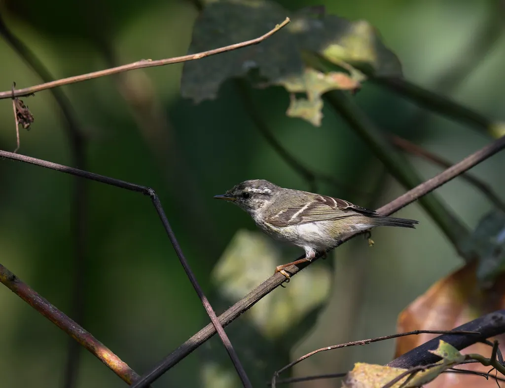 黄眉柳莺(Phylloscopus inornatus)
