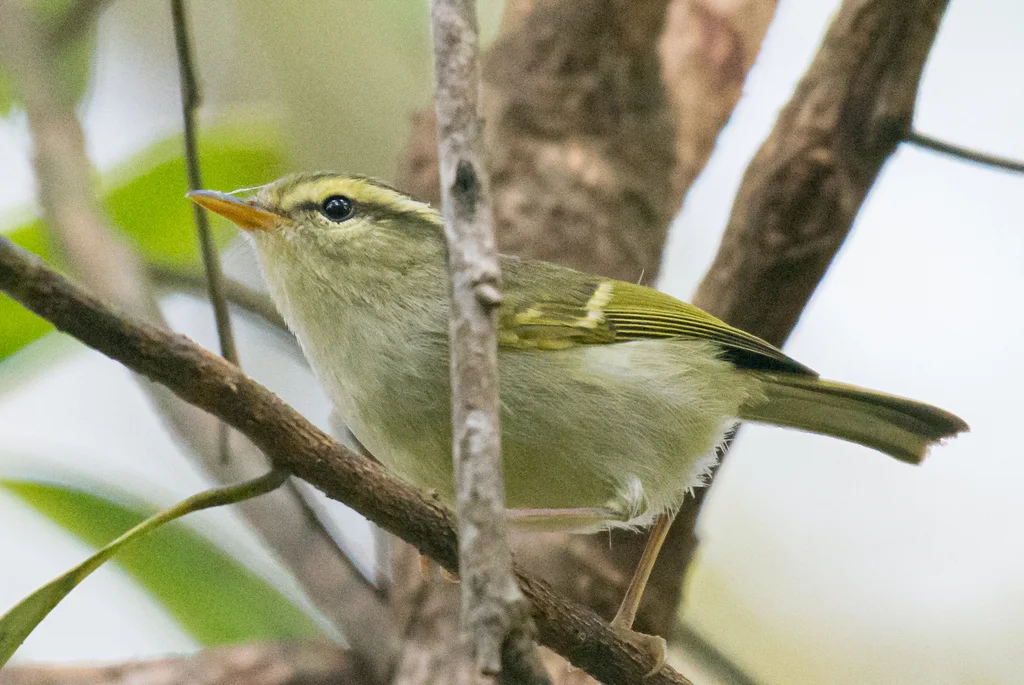 云南白斑尾柳莺（Phylloscopus intensior）
