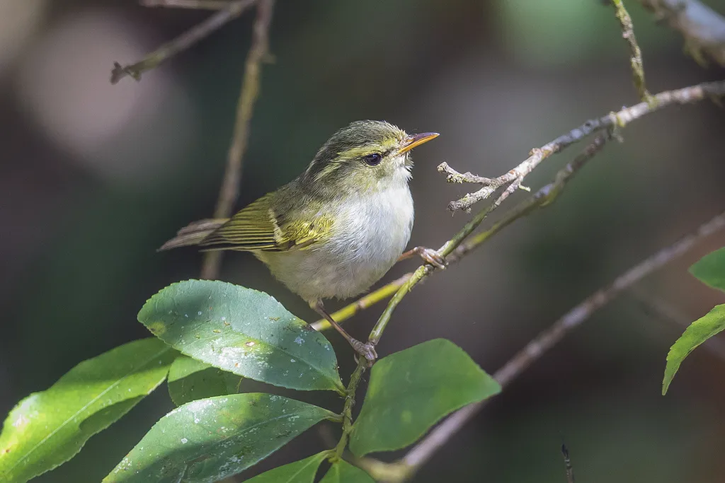 云南白斑尾柳莺（Phylloscopus intensior）