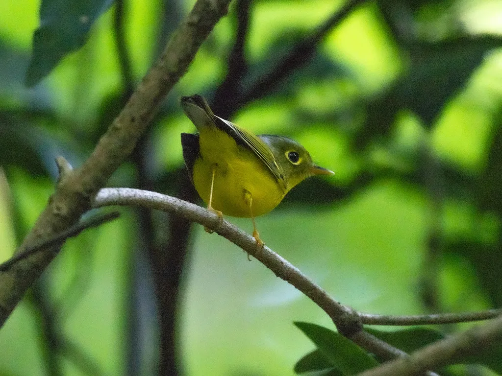 白眶鹟莺（Phylloscopus intermedius）