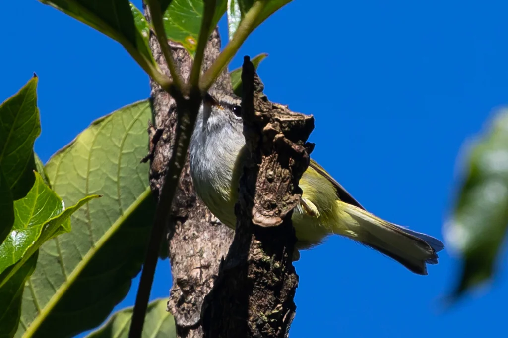 灰喉柳莺（Phylloscopus maculipennis）