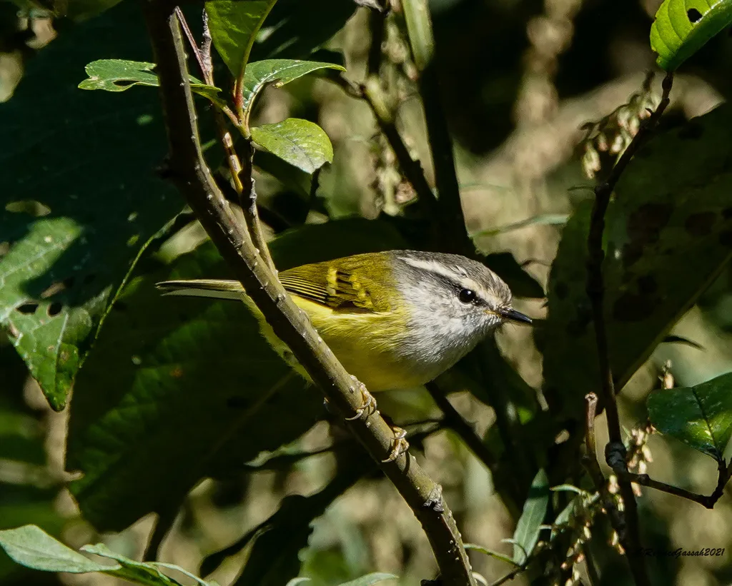 灰喉柳莺（Phylloscopus maculipennis）