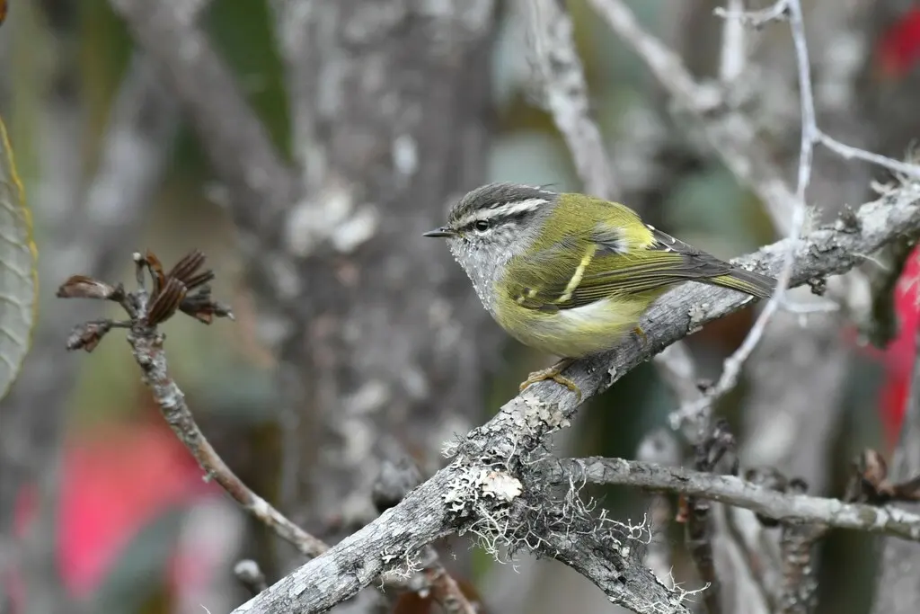 灰喉柳莺（Phylloscopus maculipennis）