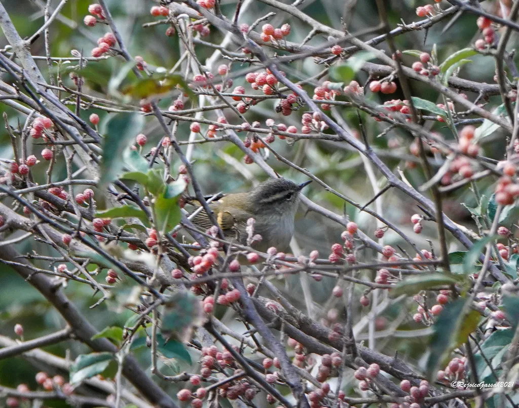 灰喉柳莺（Phylloscopus maculipennis）