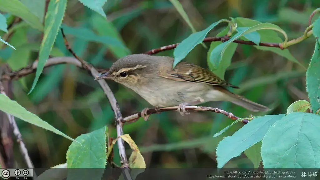 乌嘴柳莺(Phylloscopus magnirostris)